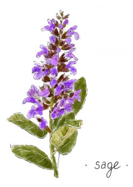 Yaban bitkisi adaçayı rengi çizilmiş. Bitkisel vektör çizimi.