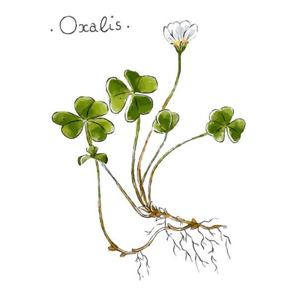 Plante sauvage oxalis dessinée à la main en couleur. Illustration vectorielle de la phytothérapie . — Image vectorielle