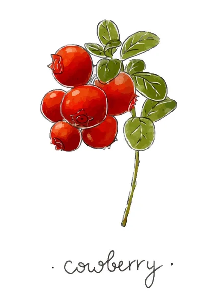 Dzika roślina cowberry strony rysowane w kolorze. Ilustracja wektora. — Wektor stockowy