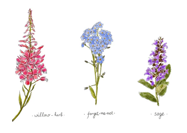 Vahşi bitkiler ve elle çizilmiş renkte çiçekler. Willow, unutma ve adaçayı. Bitkisel vektör çizim.