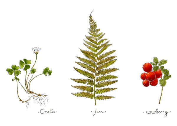 Wilde planten met de hand getekend in kleur. Oxalis, varen en cowberry. Kruidenvector illustratie. — Stockvector