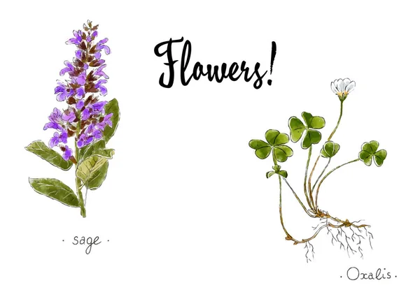 Plantes sauvages et fleurs dessinées à la main en couleur. Oxalis et sauge. Illustration vectorielle végétale. — Image vectorielle