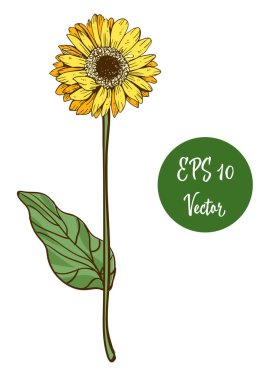 Tek sarı papatya çiçek vektör çizim, beyaz arka plan üzerinde izole uzun sap üzerinde güzel çiçek.