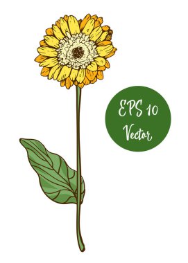 Tek sarı papatya çiçek vektör çizim, beyaz arka plan üzerinde izole uzun sap üzerinde güzel çiçek.