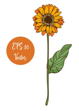 Tek sarı papatya çiçek vektör çizim, beyaz arka plan üzerinde izole uzun sap üzerinde güzel çiçek.