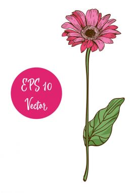 Tek pembe papatya çiçek vektör çizim, beyaz arka plan üzerinde izole uzun sap üzerinde güzel çiçek.