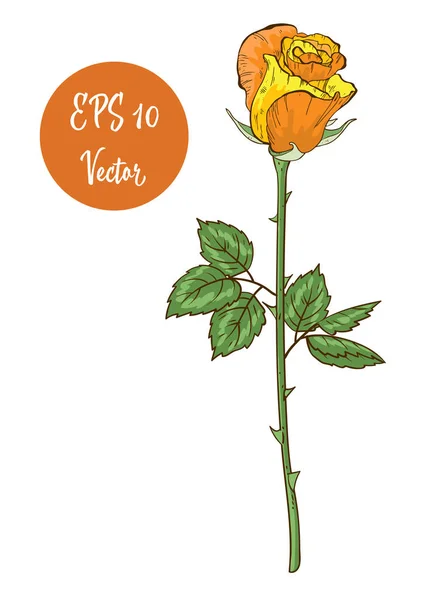 Ενιαία κίτρινο λουλούδι τριαντάφυλλο διανυσματική απεικόνιση, όμορφο τριαντάφυλλο του Αγίου Βαλεντίνου σε μακρύ στέλεχος απομονώνονται σε λευκό φόντο. — Διανυσματικό Αρχείο