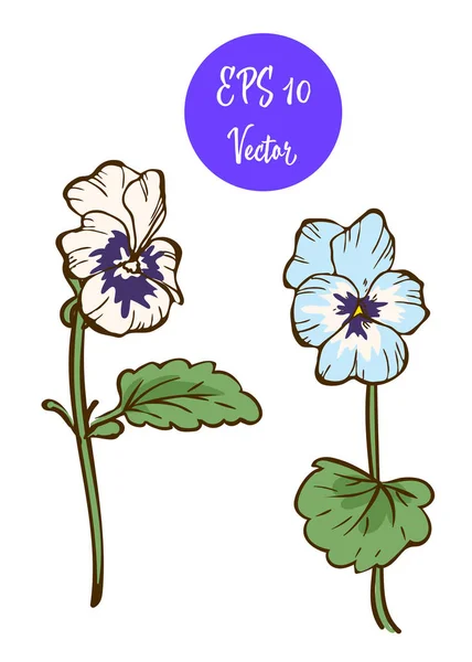 Duas persas flor vetor ilustração, belas flores isoladas no fundo branco . — Vetor de Stock