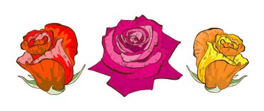 Beyaz arka plan üzerinde izole renkli gül çiçek. Çiçek vektör.