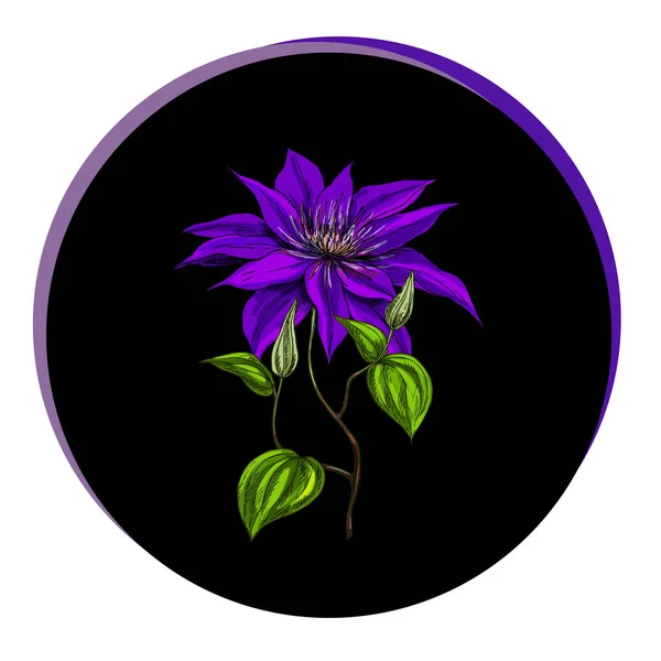 Bellissimo fiore di clematide in un cerchio nero. Vettore floreale . — Vettoriale Stock