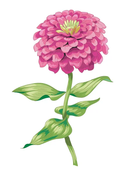 Bela flor zinnia rosa isolado no fundo branco. Vetor botânico. — Vetor de Stock