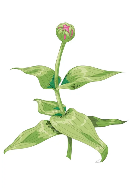 Krásná neotevřená růžová zinková květina izolovaná na bílém pozadí. Botanický vektor. — Stockový vektor