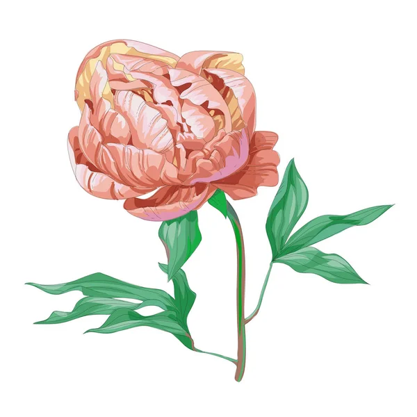 Bellissimo fiore di peonia rosa isolato su sfondo bianco. Una grande gemma su un gambo con foglie verdi. Illustrazione vettoriale botanica . — Vettoriale Stock