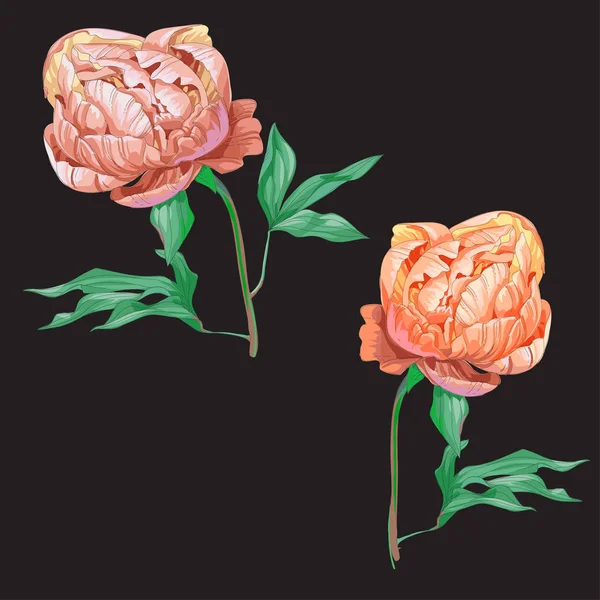 Дві красиві рожеві квіти півонії ізольовані на чорному тлі. Великий бутон на стеблі з зеленим листям. Ботанічний вектор Ілюстрація . — стоковий вектор