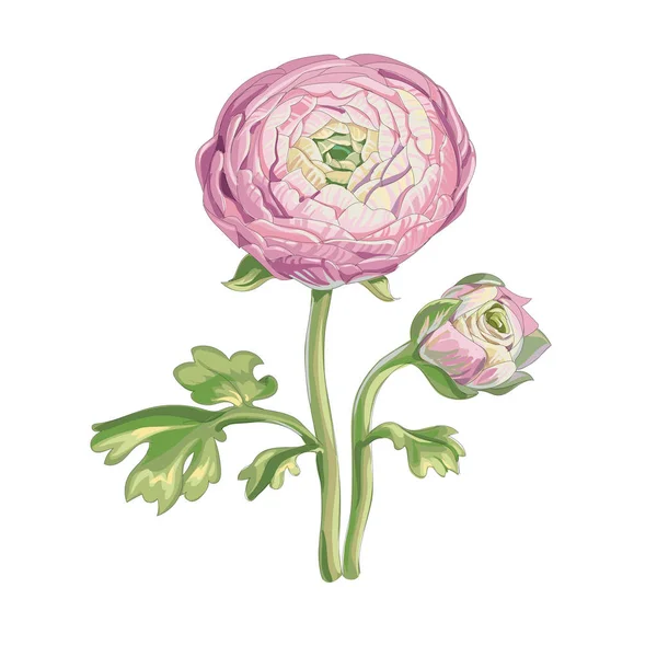 Mooie zachte roze pioenroos bloem en ongeblazen knop geïsoleerd op witte achtergrond. Een grote knop op een stengel met groene bladeren. Botanische vectorillustratie. — Stockvector