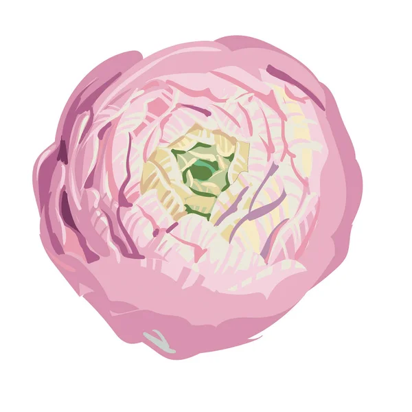 Mão desenhado belo botão peônia rosa doce no branco. Elegância flor closeup. Vetor botânico para banner, cartão, convite, têxtil, tecido, papel de embrulho. — Vetor de Stock