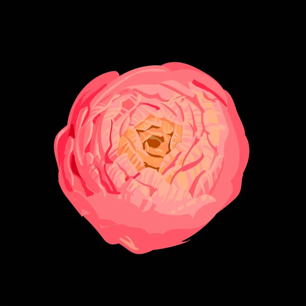Beau bouton pivoine rose saturé dessiné à la main sur noir. Élégance fleur gros plan. Vecteur botanique pour bannière, carte, invitation, textile, tissu, papier d'emballage . — Image vectorielle