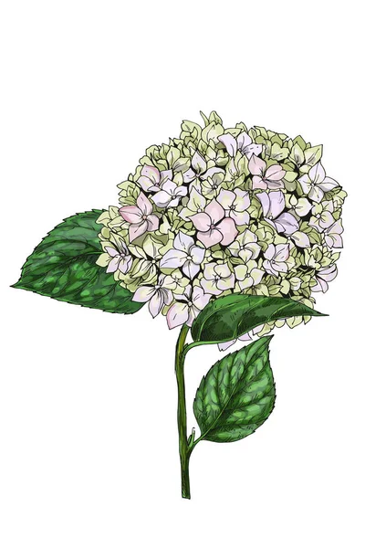 Hand-drawn illustration of glorious phlox flower isolated on white background. A large inflorescence on a stem with green leaves. Botanical floral elements for your design.