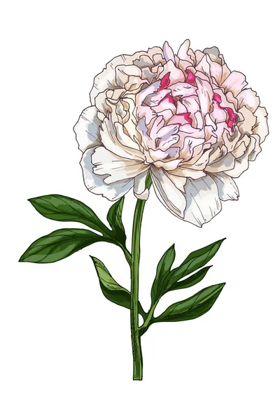 Ilustración dibujada a mano de una suave flor de peonía aislada sobre fondo blanco. Un gran brote en un tallo con hojas verdes. Elementos florales botánicos para su diseño . —  Fotos de Stock
