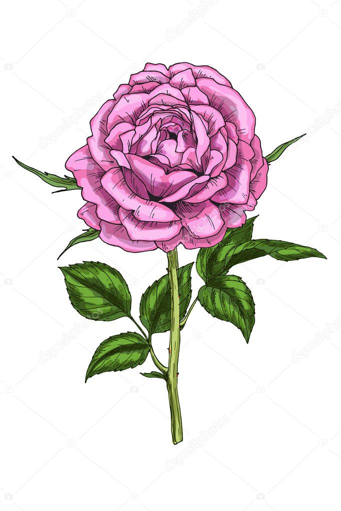 Hand-drawn illustration of glorious rose flower isolated on white background. A large bud on a stem with green leaves. Botanical floral elements for your design.