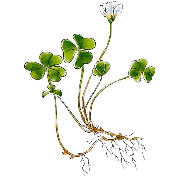 Ručně kreslenou oxalis divoká rostlina izolovaných na bílém pozadí. Botanická prvek pro návrh. Bylinné ilustrace. — Stock fotografie