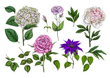 Renkli çiçek açan çiçekler ve yapraklar beyaz arka plan üzerinde izole kümesi. Rose, Şakayık, clementis, phlox ve eustoma. Botanik vektör. Tasarımınız için çiçek elemets.