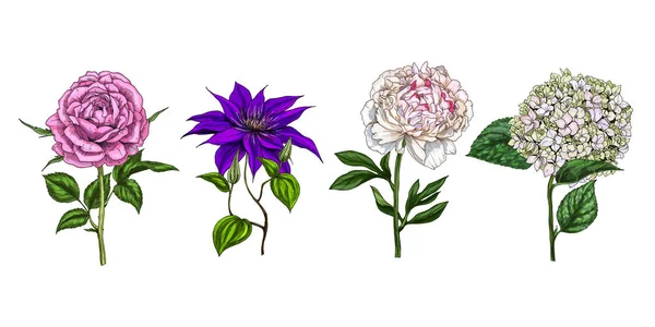 Sada barevné kvetoucí květiny a listy izolované na bílém pozadí. Růže, pivoňka, clementis a Phloxe. Botanická vektor. Květinové elemets pro návrh — Stockový vektor
