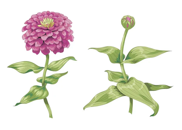 Hermosas flores de zinnia rosa aisladas sobre fondo blanco. Un brote sin soplar en un tallo con hojas verdes. Vector botánico Ilustración. — Archivo Imágenes Vectoriales