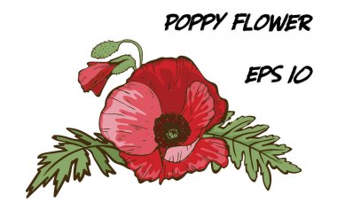 Beyaz arka planda izole edilmiş kırmızı gelincik çiçeğinin el çizimi. Yeşil yapraklı büyük bir tomurcuk. Tasarımınız için botanik çiçekleri.