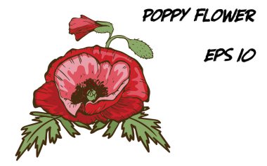 Beyaz arka planda izole edilmiş kırmızı gelincik çiçeğinin el çizimi. Yeşil yapraklı büyük bir tomurcuk. Tasarımınız için botanik çiçekleri.