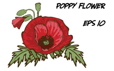 Beyaz arka planda izole edilmiş kırmızı gelincik çiçeğinin el çizimi. Yeşil yapraklı büyük bir tomurcuk. Tasarımınız için botanik çiçekleri.