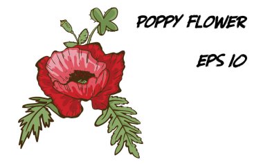 Beyaz arka planda izole edilmiş kırmızı gelincik çiçeğinin el çizimi. Yeşil yapraklı büyük bir tomurcuk. Tasarımınız için botanik çiçekleri.