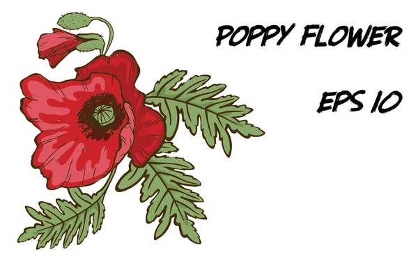 Χειροποίητη απεικόνιση κόκκινου λουλουδιού παπαρούνας που απομονώνεται σε λευκό φόντο. Ένα μεγάλο μπουμπούκι με πράσινα φύλλα. Βοτανικά φυτικά στοιχεία για το σχεδιασμό σας. — Διανυσματικό Αρχείο