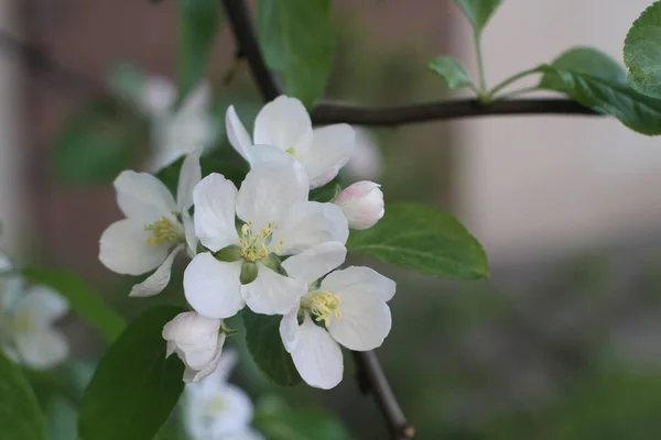 Flor de manzano con hojas verdes. Hermosas flores de primavera en el jardín . — Foto de Stock