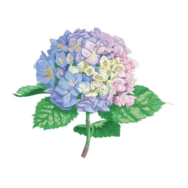 Krásná jemná hortenzie květiny izolované na bílém pozadí. Velký rozkvět na stonku se zelenými listy. Botanická vektorová ilustrace. — Stockový vektor