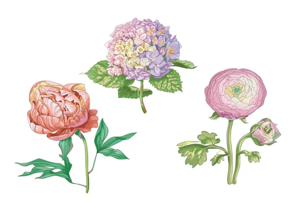 Krásné jemné květiny izolované na bílém pozadí. Hortenzie a pivoňka. Velké pupeny a květenství na stonku se zelenými listy. Botanická vektorová ilustrace. — Stockový vektor