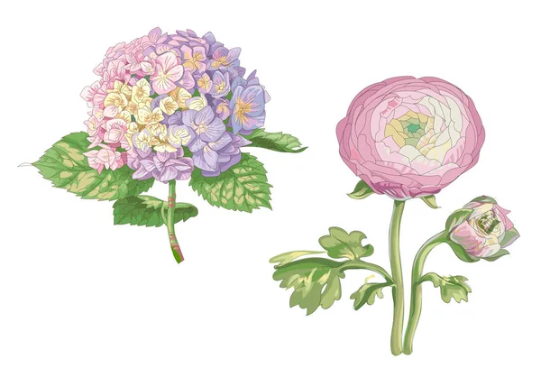 Krásné Jemné Květiny Izolované Bílém Pozadí Hortenzie Pivoňka Velké Pupeny — Stockový vektor