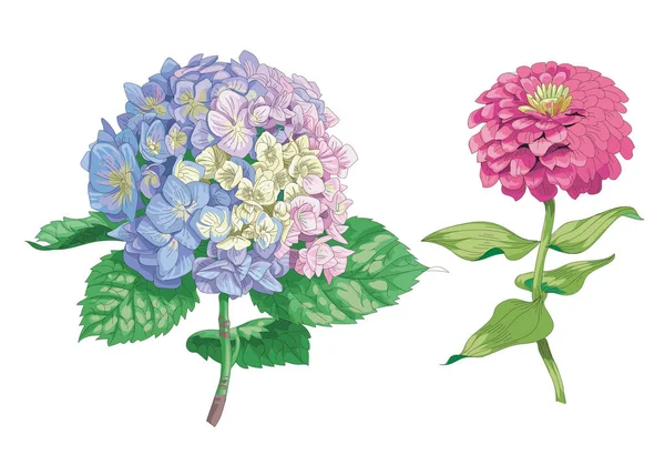 Schöne Sanfte Blumen Isoliert Auf Weißem Hintergrund Hortensien Und Zinnien — Stockvektor