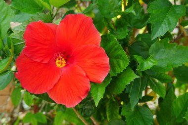 Kırmızı Hibiscus çiçek yeşil arka plan bulanık üzerinde