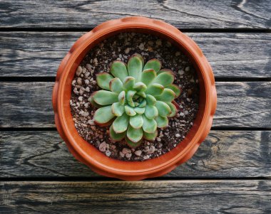 Üstten Görünüm sevimli yeşil etli bitki ahşap masa arka plan üzerinde kapat.