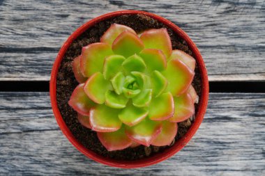 Üstten Görünüm sevimli yeşil ve kırmızı etli bitki ahşap masa arka plan üzerinde kapat.