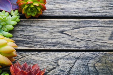 Üstten Görünüm şirin renkli etli bitki ahşap masa arka plan üzerinde metin kopyalama yeri olan.