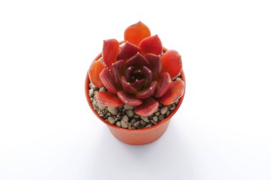 Kırmızı etli fabrikayı kapatmak kadar izole üzerinde beyaz arka plan