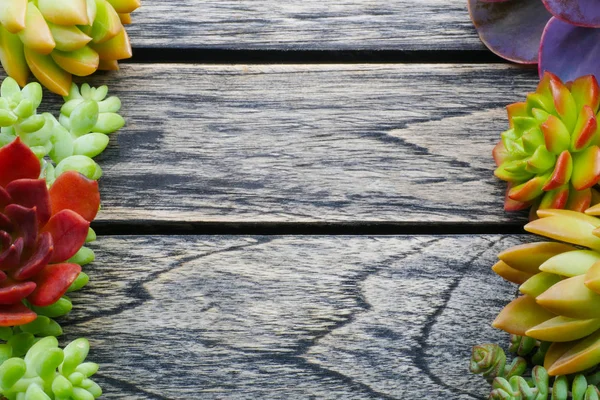 Вид зверху мила різнокольорова соковита рослина з копією простору для тексту — стокове фото