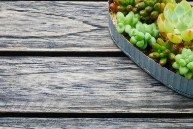 Küçük yeşil etli bitki sepeti kopya alanı ile ahşap arka plan üzerinde