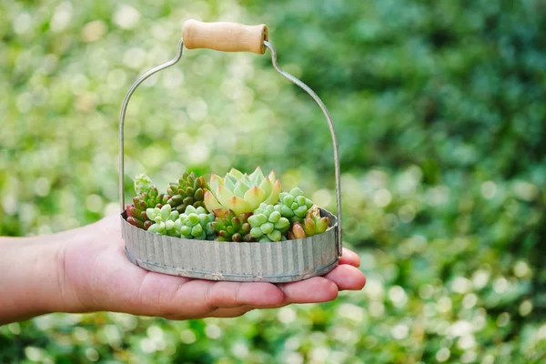 Маленька зелена соковита рослина в кошику на фоні руки жінки — стокове фото