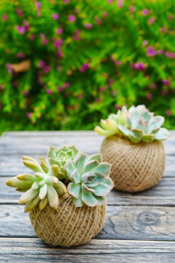 Ahşap arka plan üzerinde ip topu tencerede küçük yeşil etli bitki