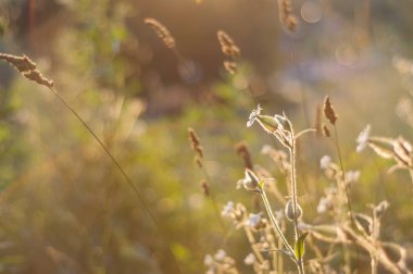 Gün batımında, Rus kır çiçekleri yerleştirmek için metni.