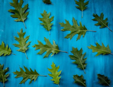 Mavi arka plan, düz yatıyordu, en iyi görünümü üzerinde Meşe yaprağı