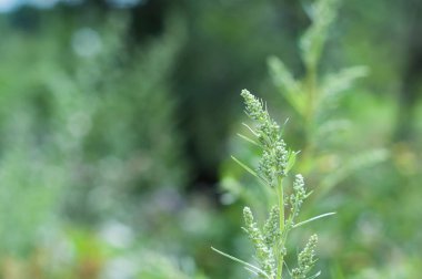 Vahşi Rus ot ot arka plan